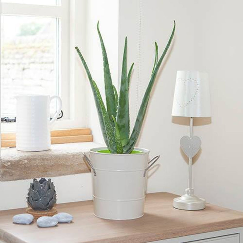 Aloe Vera - 14cm Pot