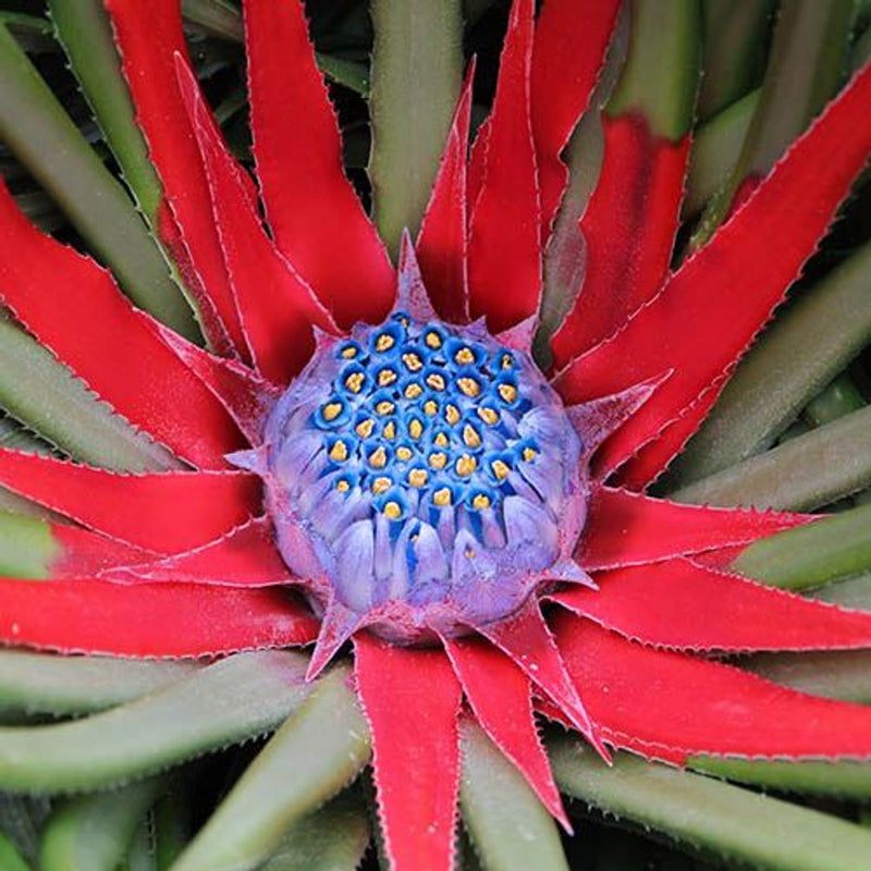 Bromeliad &