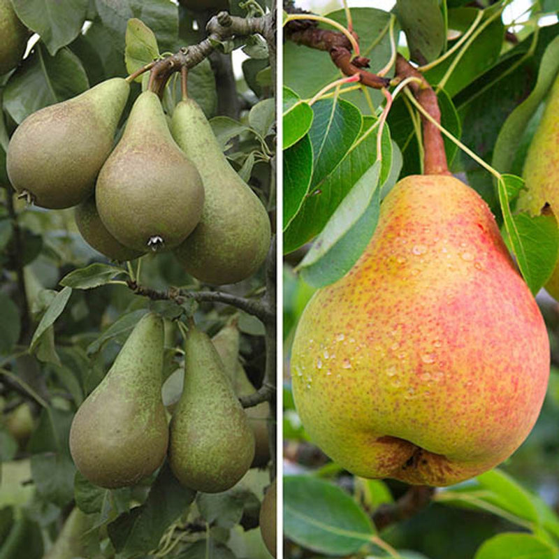 Duo Fruit Pear Tree