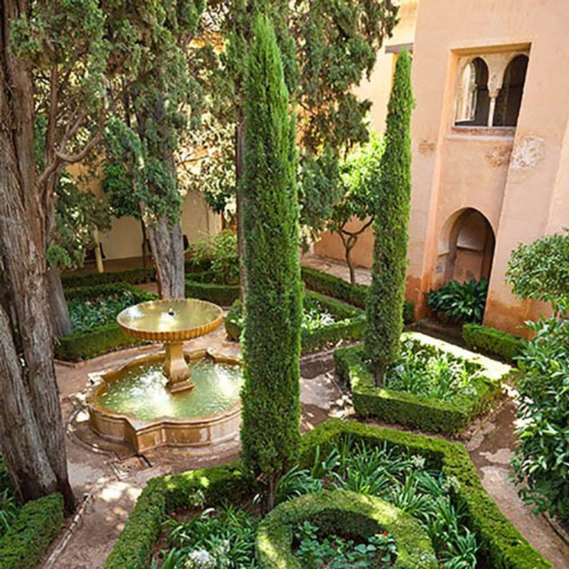 Pair of Italian Cypress Trees 1.2-1.4m Tall