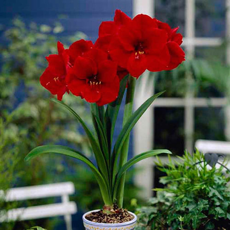 Amaryllis Red Lion Bulb