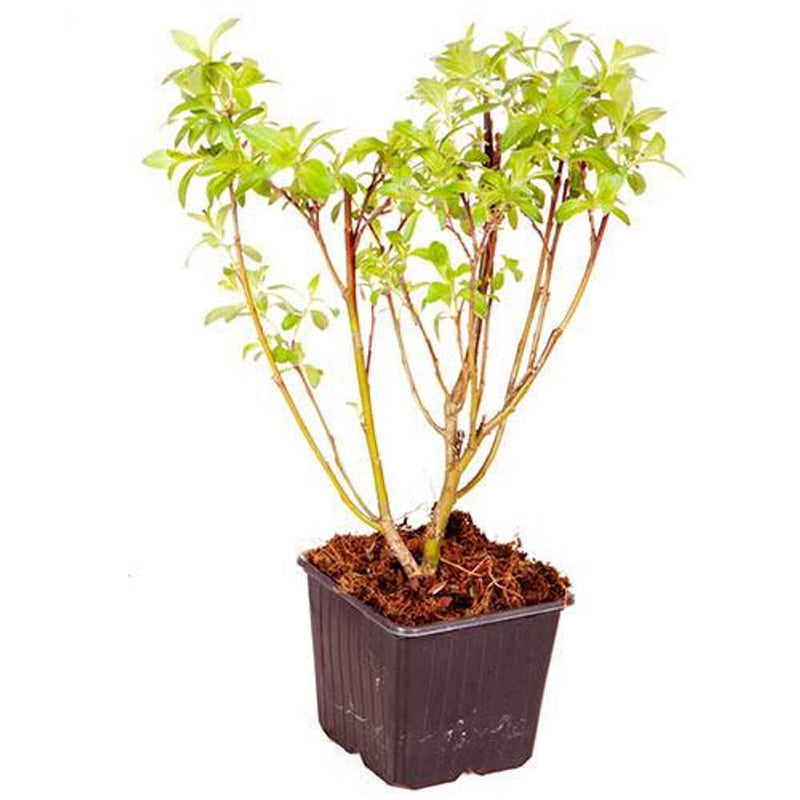 Salix Gracilistyla &