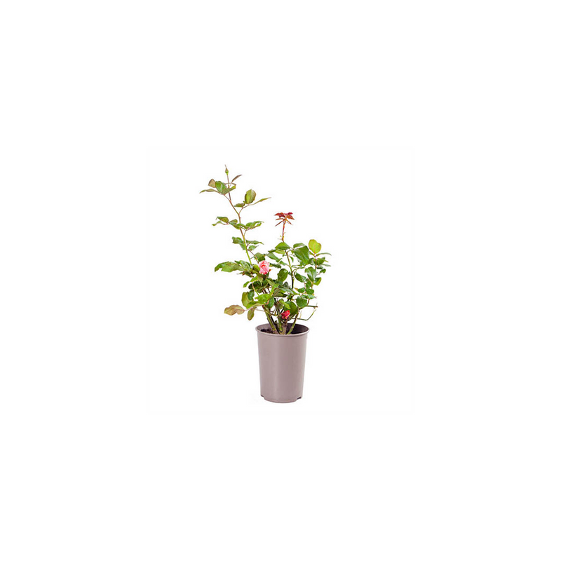 Queen Elizabeth Potted Rose