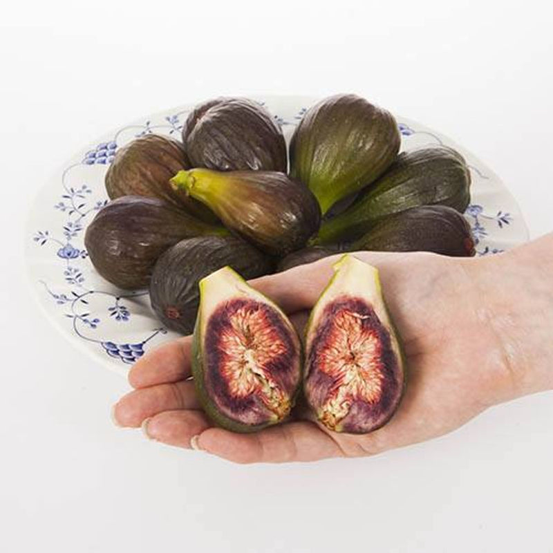 Fig &