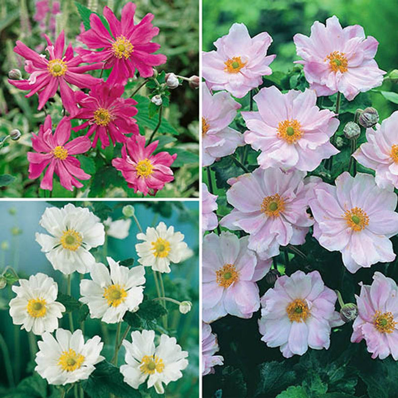 Hardy Japanese Anemone Collection x 3 Plants in 9cm Pots