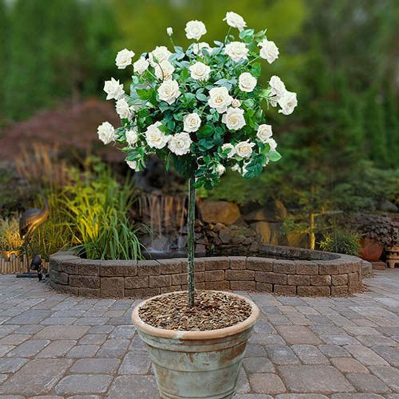 Patio Standard Rose Collection x 4 Bushes