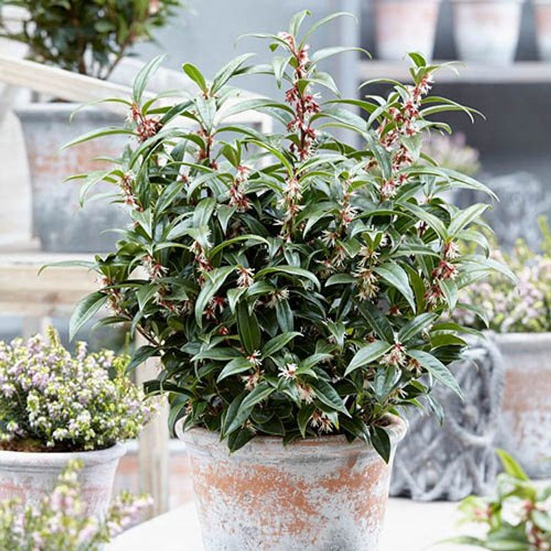 Sarcococca Hookeriana &