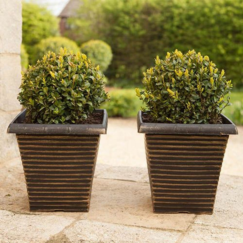 Pair of Buxus Balls 20-25cm Diameter