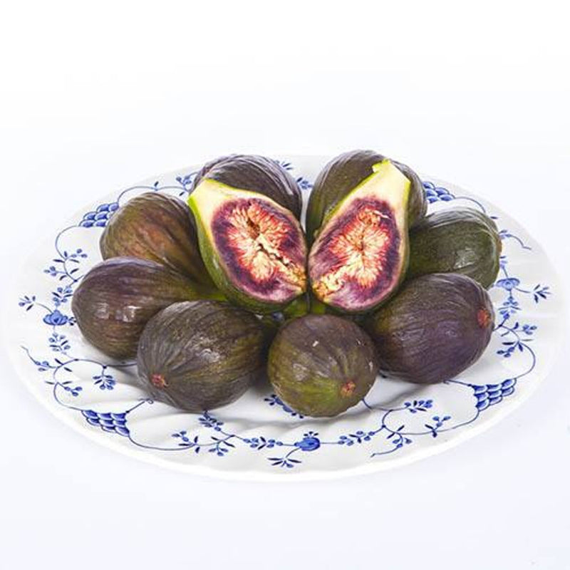 Ficus Fig &