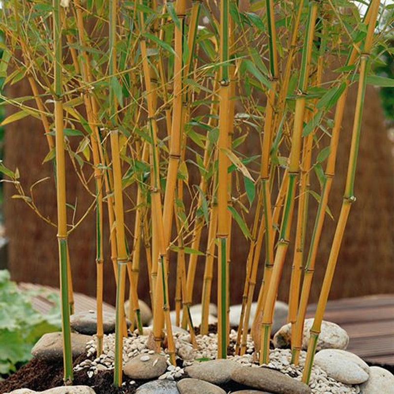 Yellow Bamboo - Phyllostachys Aureocaulis in 5L Pot