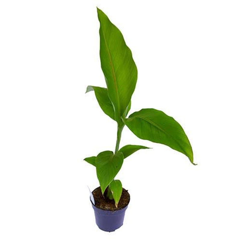 Hardy Japanese Banana &