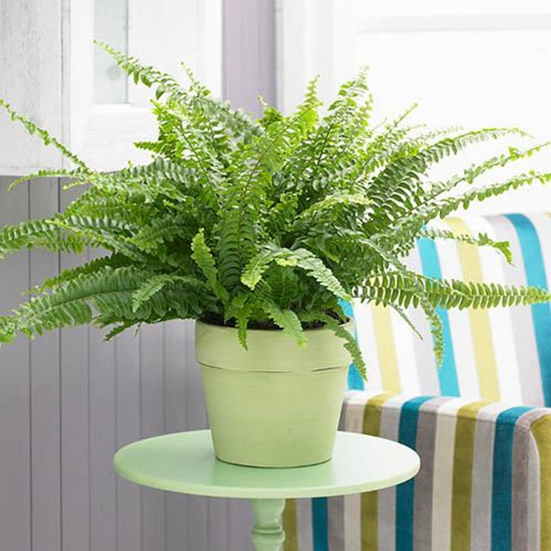 Hanging Fern Nephrolepis Sonata  - 19cm Pot