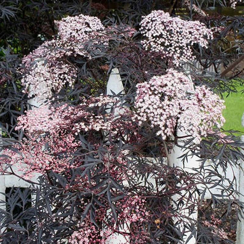Sambucus Nigra &