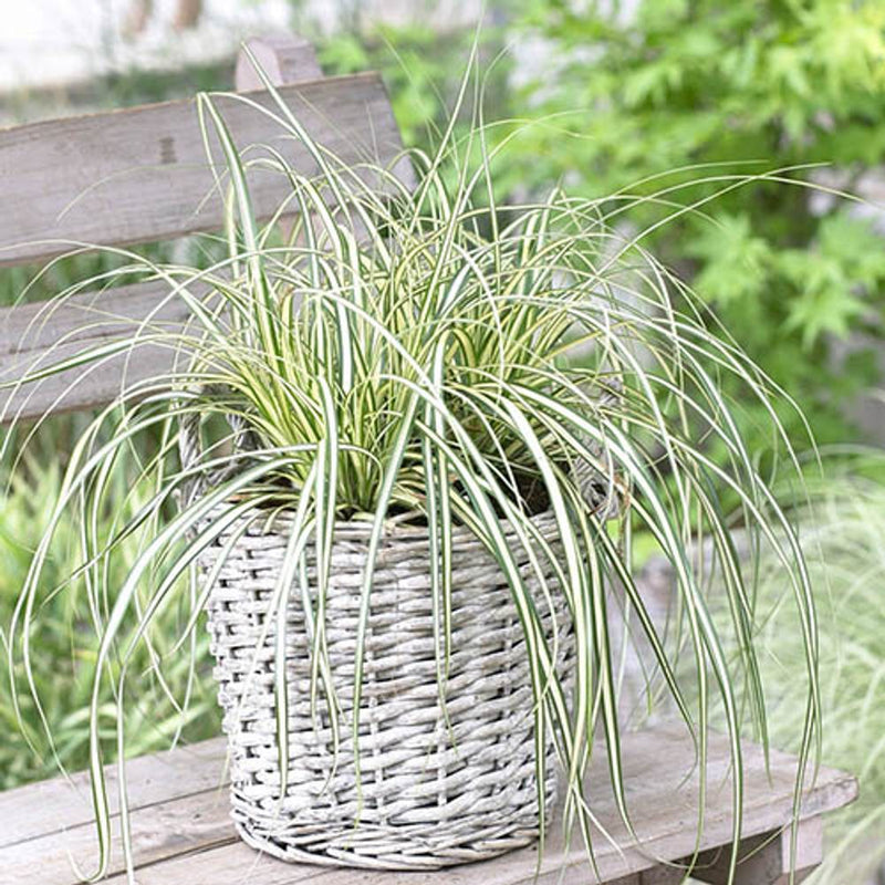 Colourful Ornamental Grasses x6 in 9cm Pots