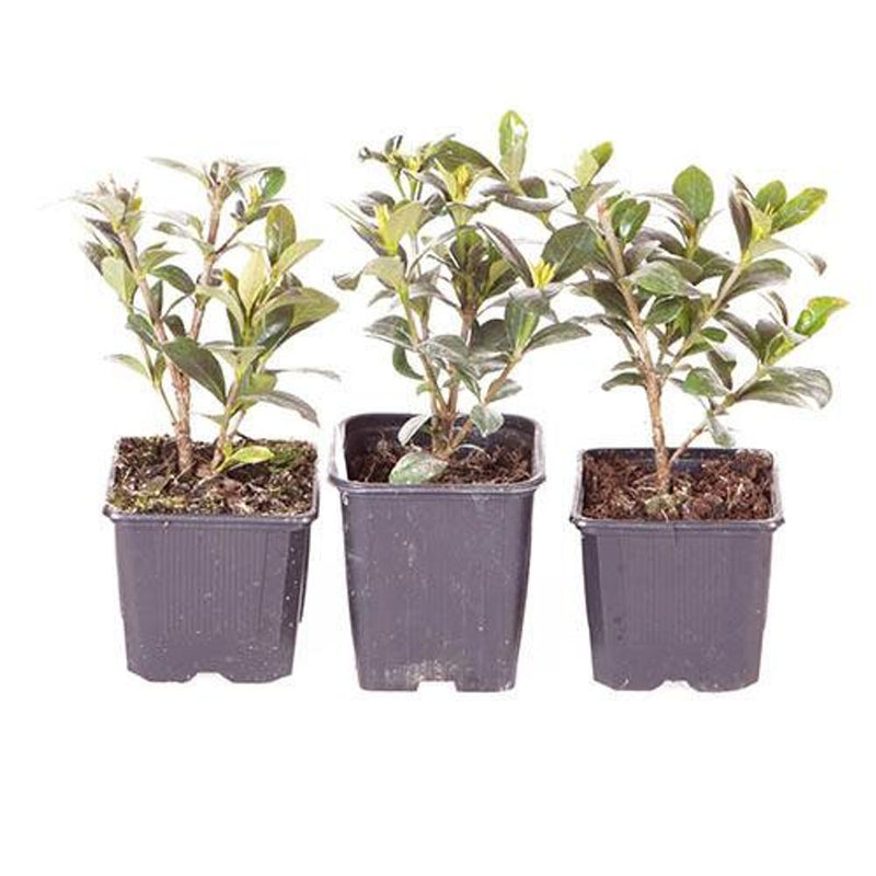 Gardenia &