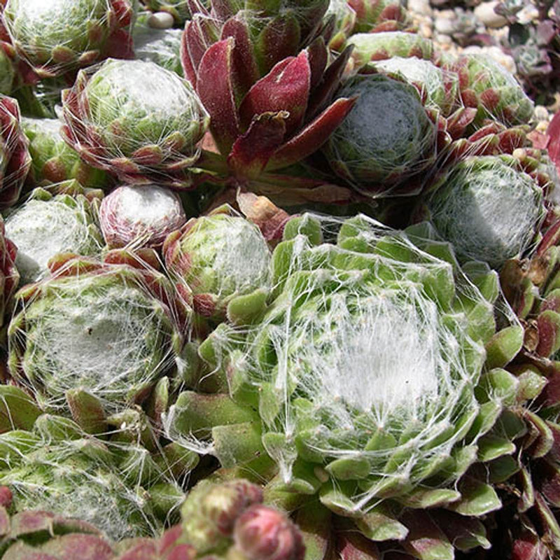 Sempervivum Collection Set of 12 Plug Plants