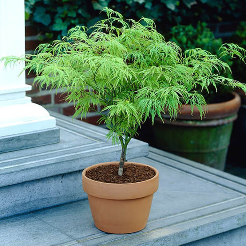 Acer Palmatum &