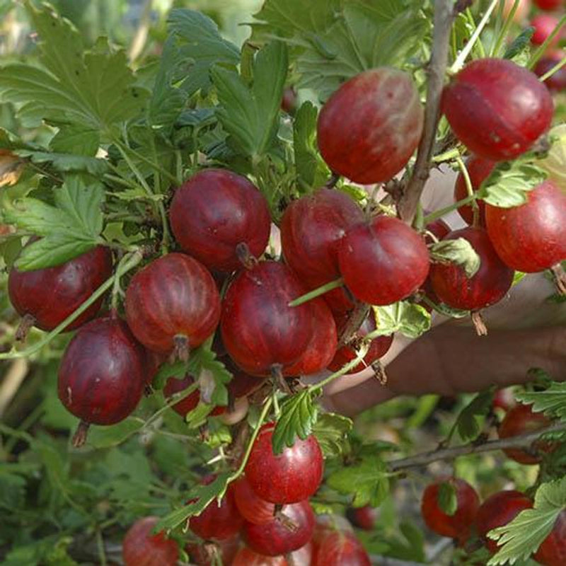 Gooseberry &