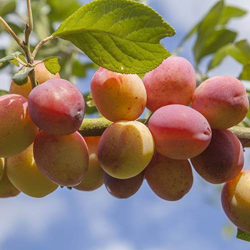 Plum &