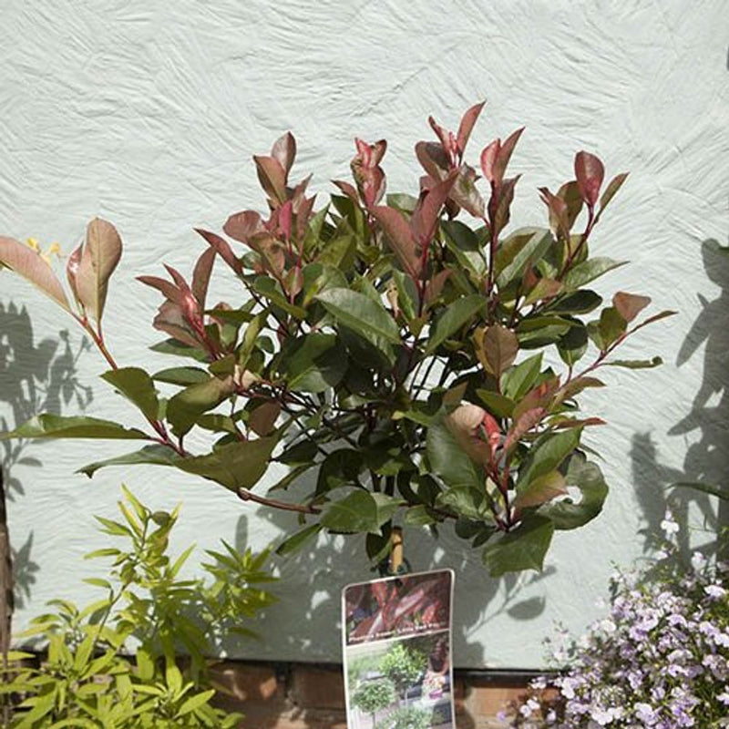 Photinia &