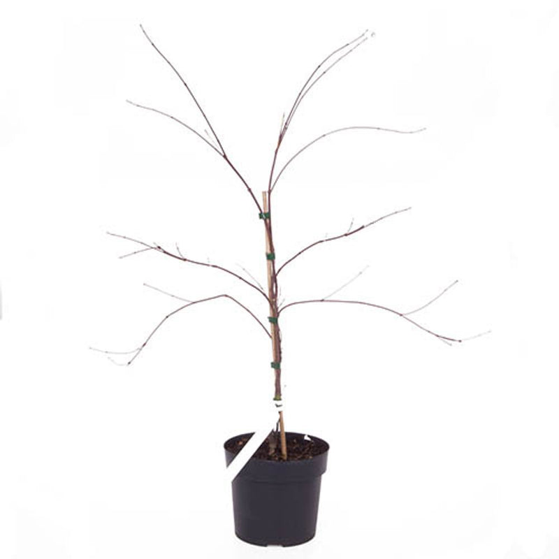 Acer Palmatum &