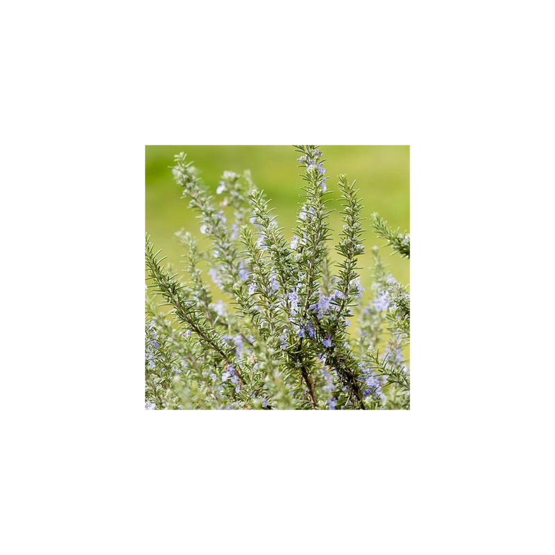 Standard Rosemary in 3L Pot