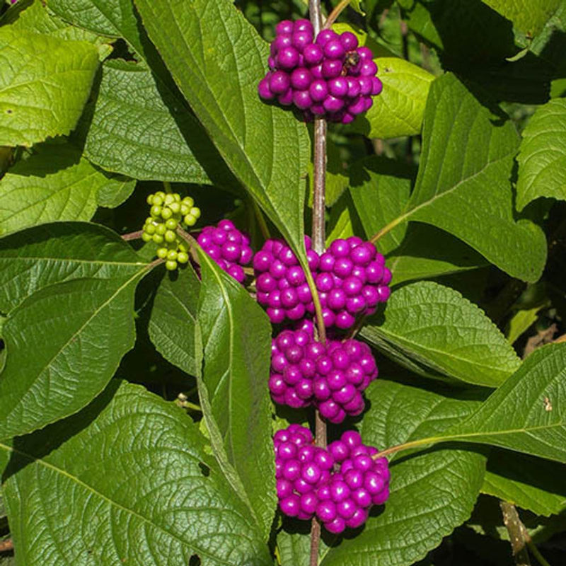 Callicarpa &