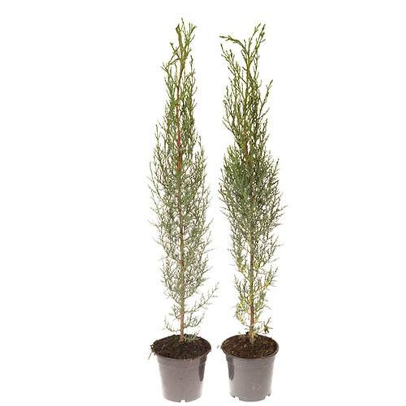 Pair of Italian Cypress Trees 14cm Pot