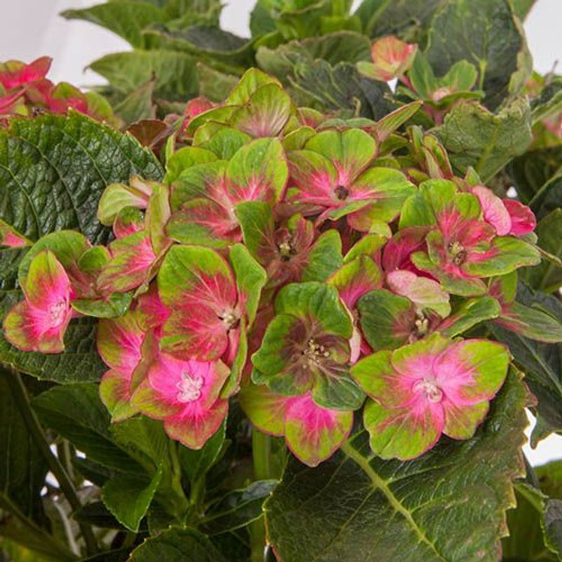 Pair of Hydrangea &
