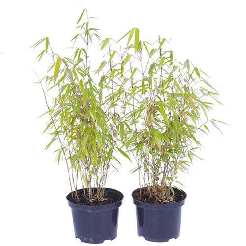Pair of Fargesia &