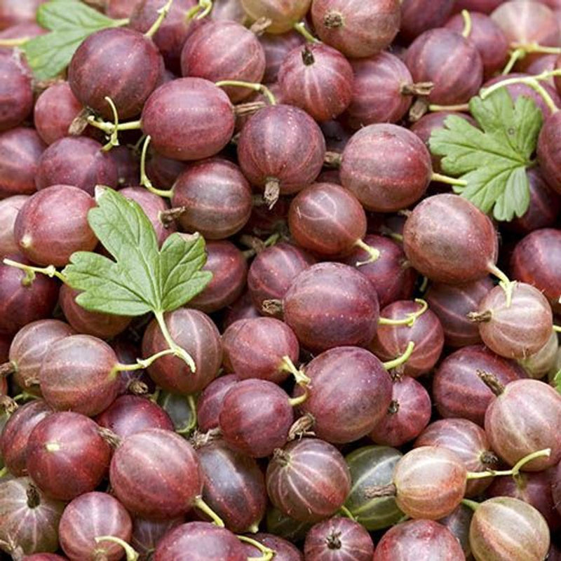 Gooseberry &