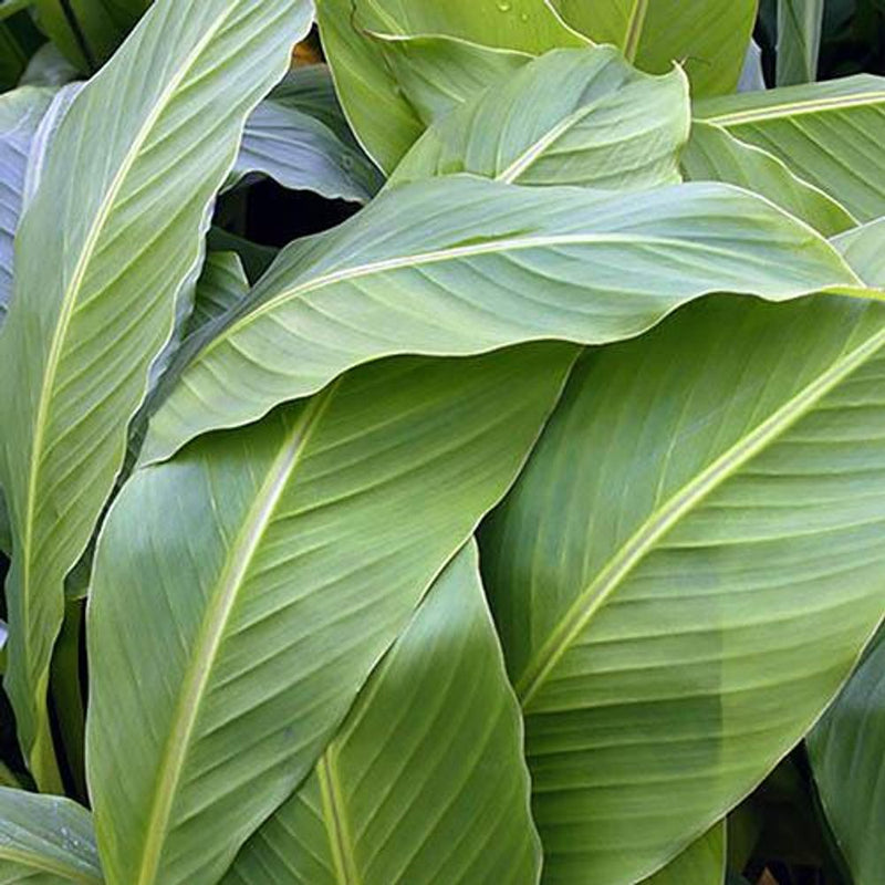 Hardy Japanese Banana &