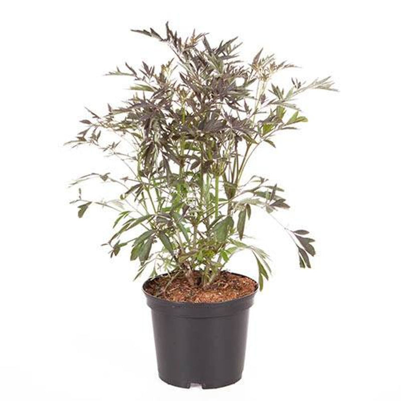 Sambucus Nigra &