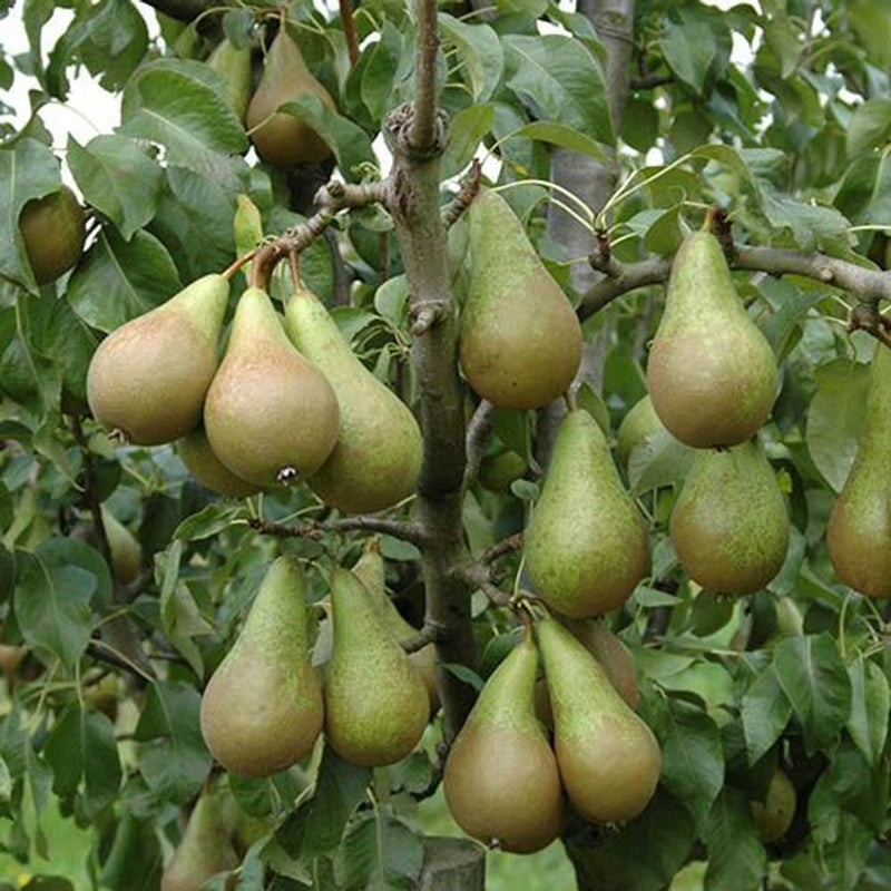 Mini Orchard Fruit Tree Collection