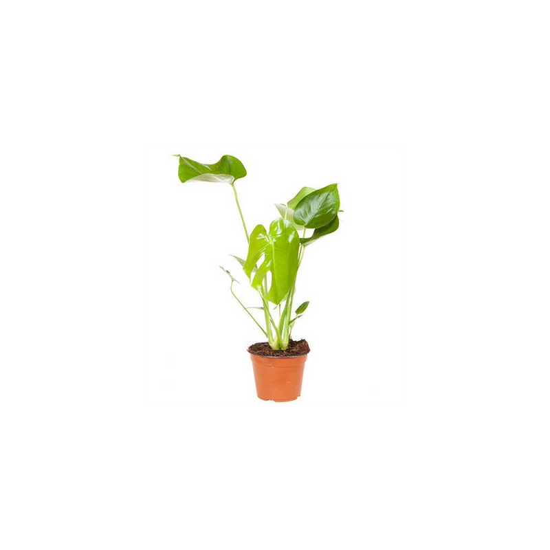 Monstera Deliciosa - 14cm Pot
