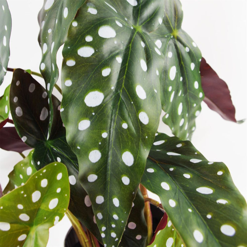 40cm Artificial Spotty Begonia Maculata Plant
