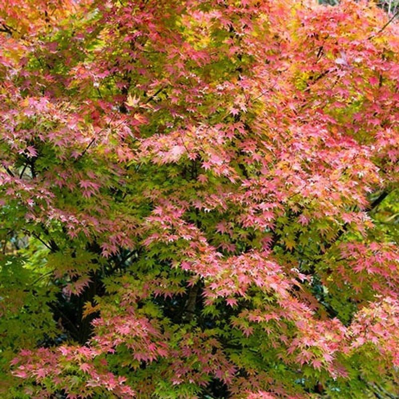 Japanese Maple Acer Collection x 3 Plants in 9cm Pots