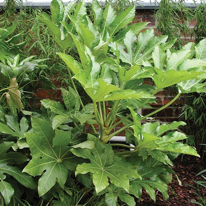 Fatsia Japonica 2L Pot