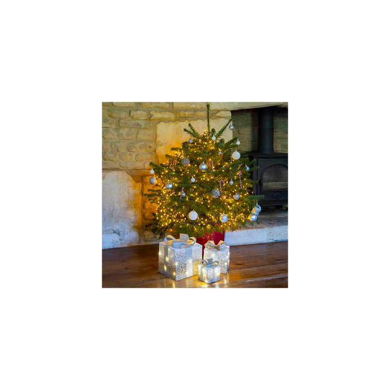 Living Pot-Grown Nordmann Fir Christmas Tree