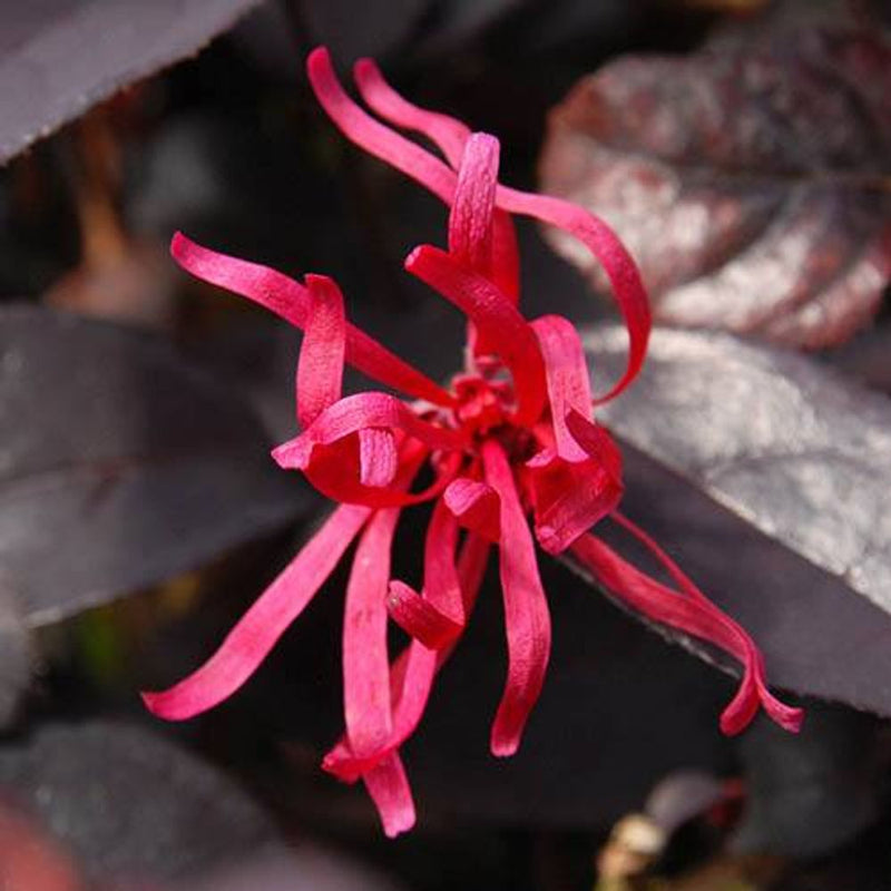 Loropetalum &