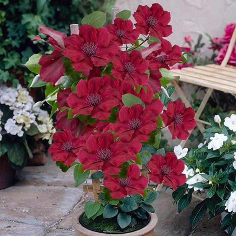 Clematis Patio Nubia Boulevard 10.5cm Pot