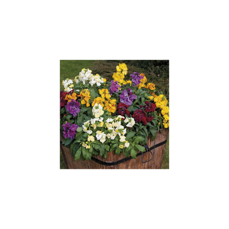 Wallflower Sugar Rush Garden Ready