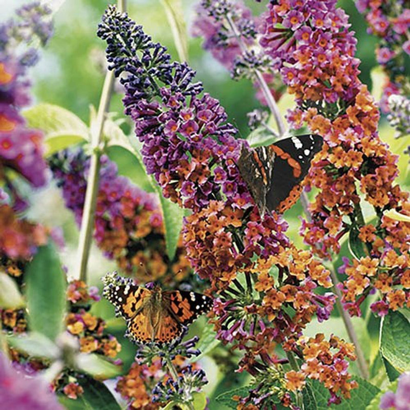 Buddleia &