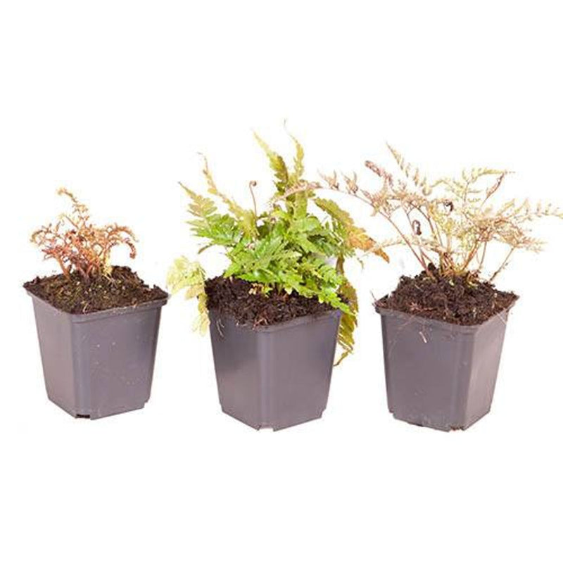 Colourful Hardy Ferns x3 in 9cm Pots