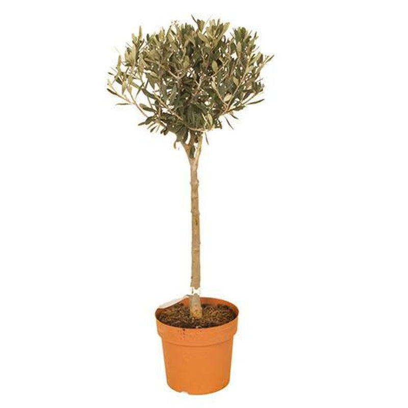 Olive Tree Standard 80cm tall 18cm Pot