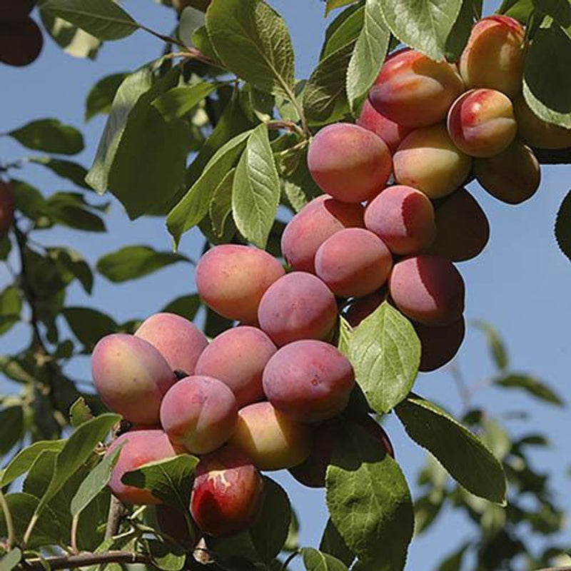 Plum &