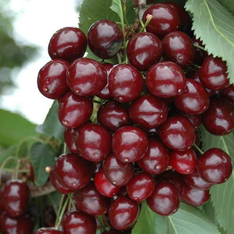 Cherry Bush &