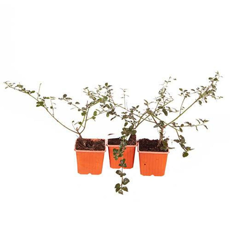 Ceanothus thyrsiflorus repens