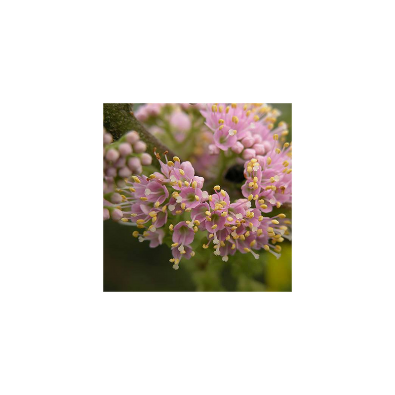 Callicarpa &