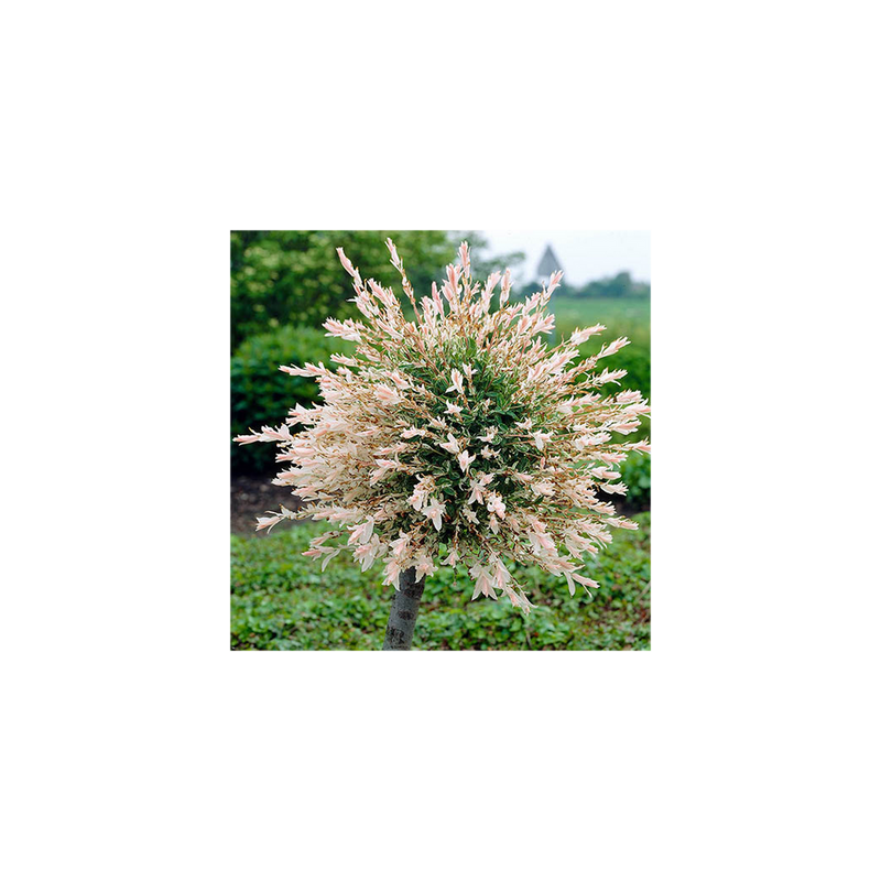 Salix int &